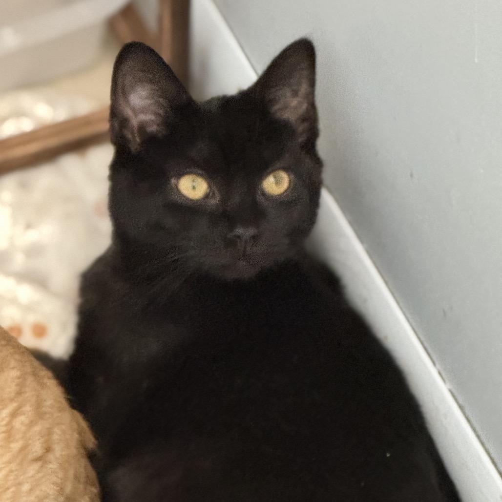 Enlarge Ziva, a Adoptable Domestic Short Hair in Richland, MI image 1/3