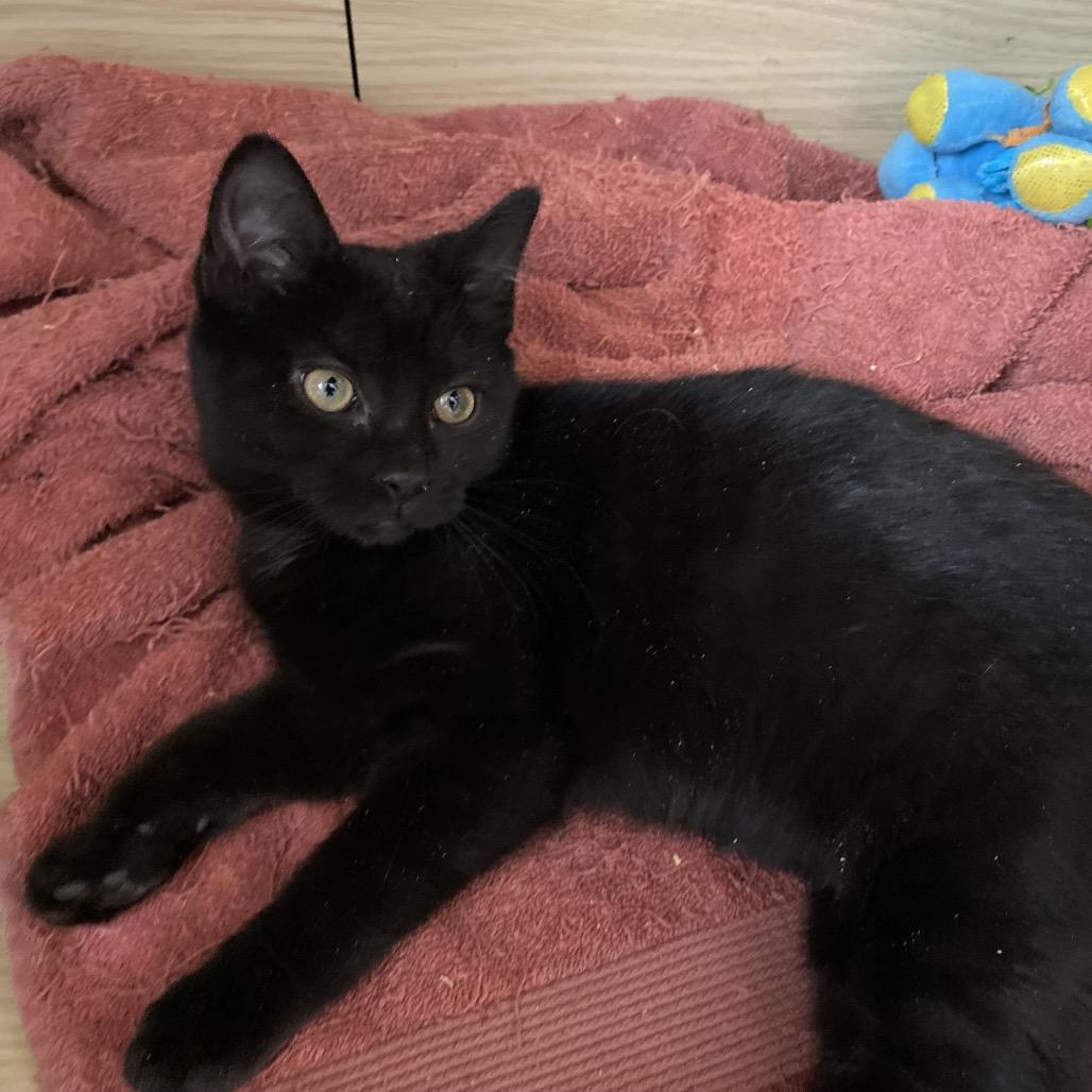 Enlarge Ziva, a Adoptable Domestic Short Hair in Richland, MI image 2/3