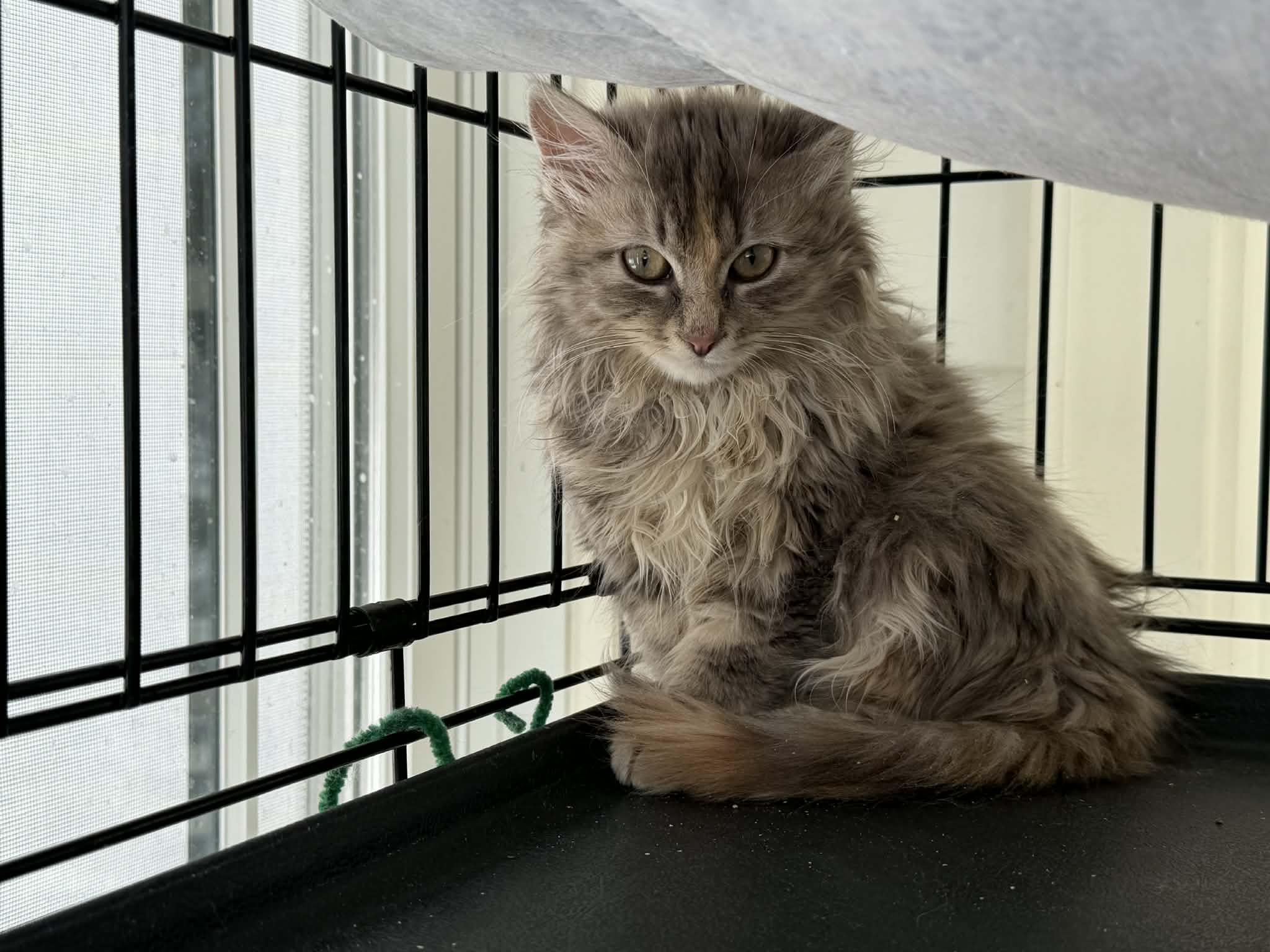 Enlarge Cinnamon, an adopted Domestic Long Hair in Wading River, NY image 1/1