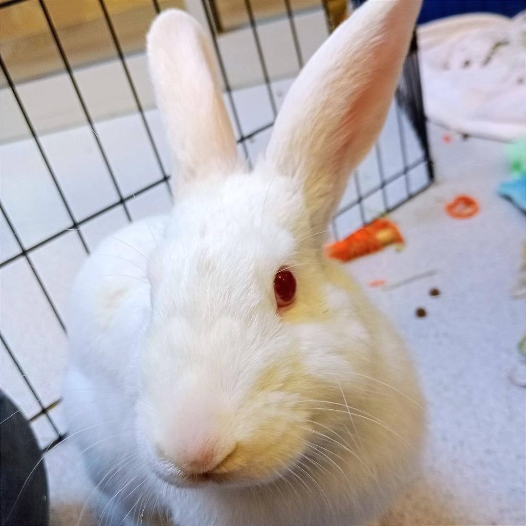 Ozzy, a Adoptable Bunny Rabbit in Murray, UT image 1/5