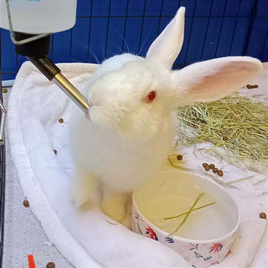 Ozzy, a Adoptable Bunny Rabbit in Murray, UT image 3/5