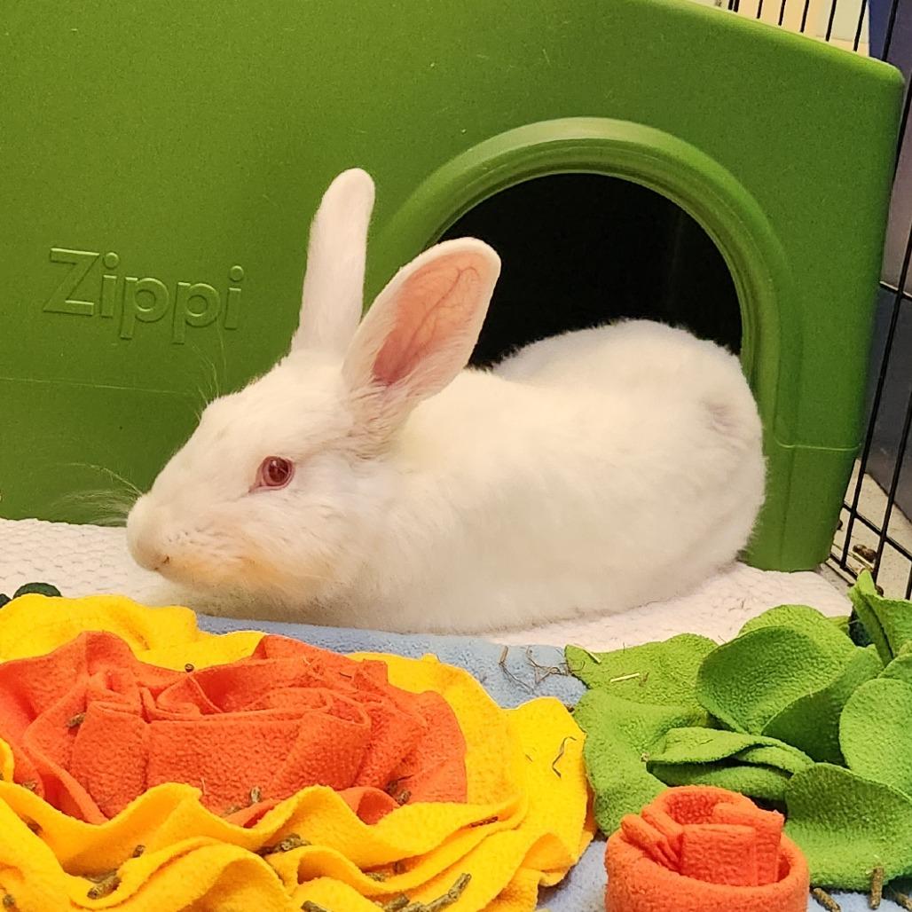 Ozzy, a Adoptable Bunny Rabbit in Murray, UT image 4/5
