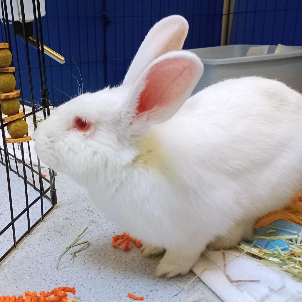 Ozzy, a Adoptable Bunny Rabbit in Murray, UT image 5/5