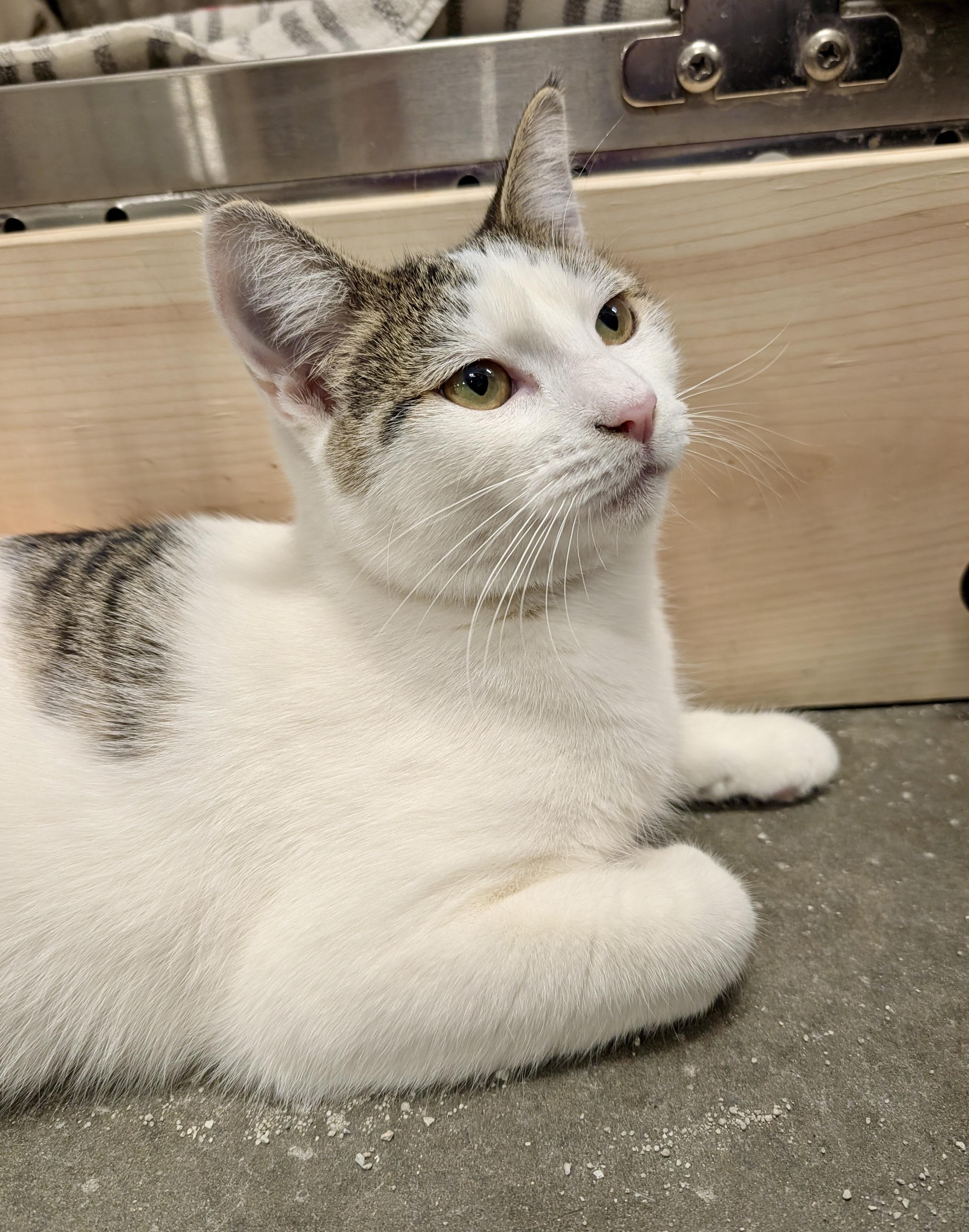 Enlarge Tina, a Adoptable Domestic Short Hair in San Juan Capistrano, CA image 3/4