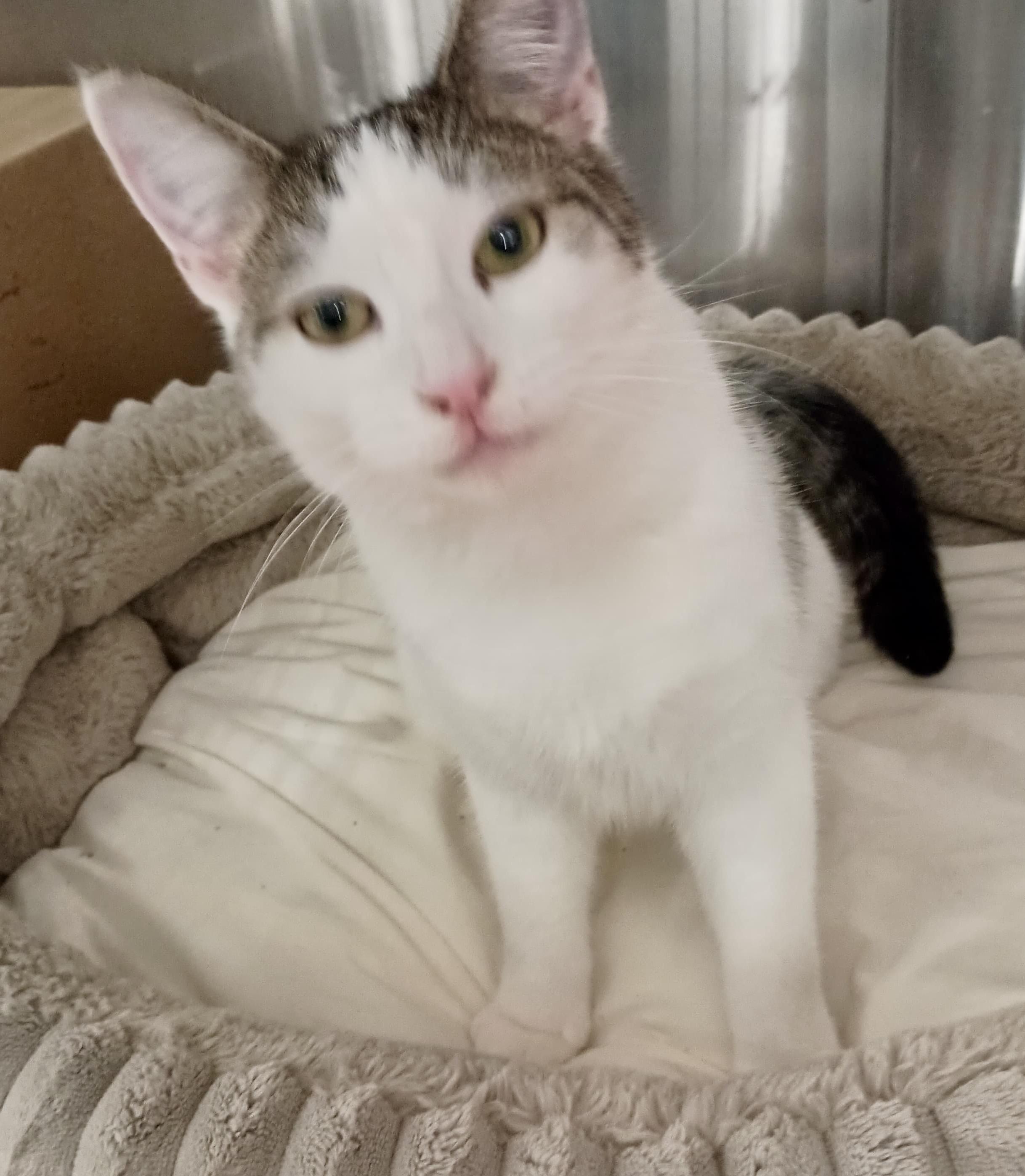 Enlarge Tina, a Adoptable Domestic Short Hair in San Juan Capistrano, CA image 2/4