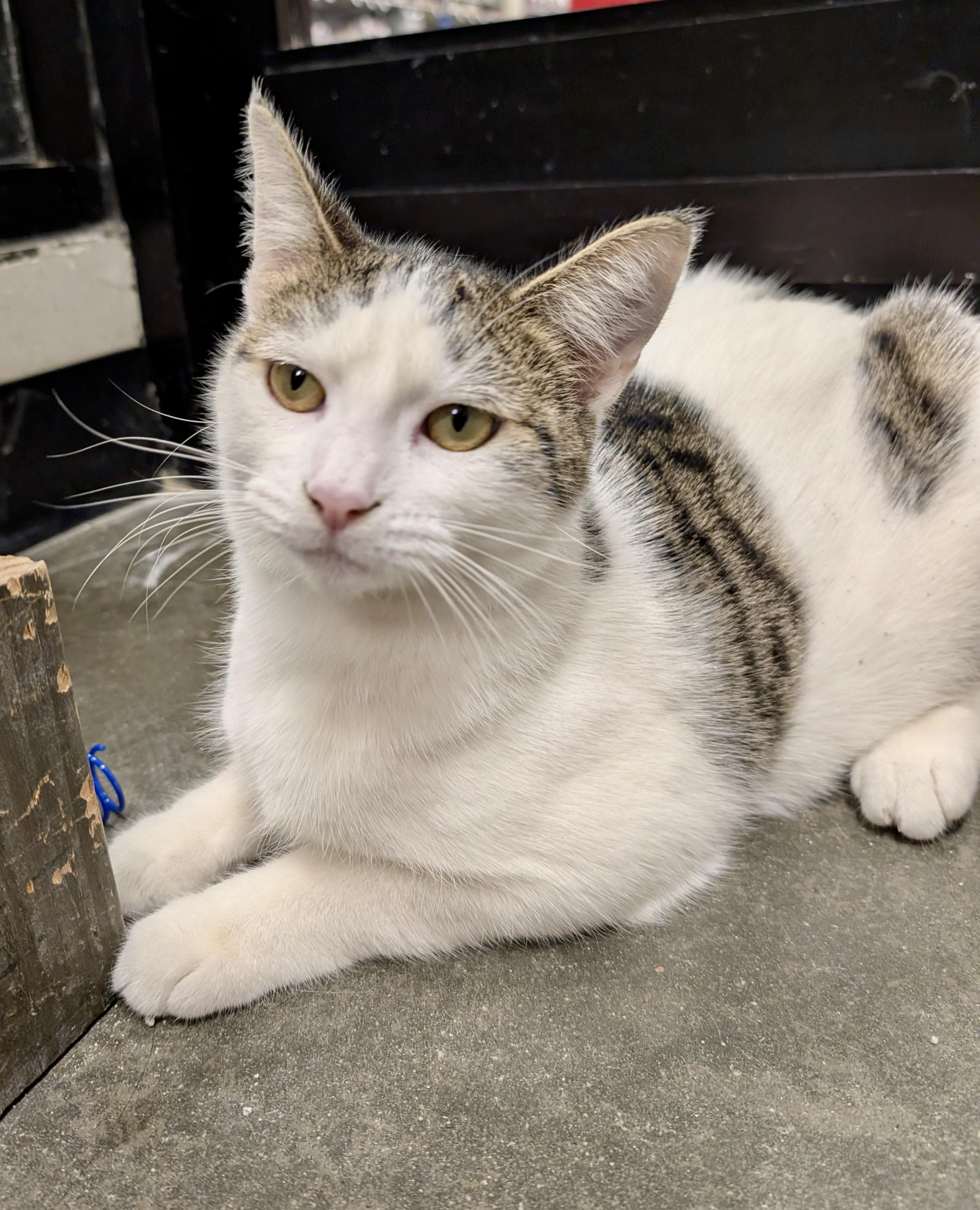 Tina, Adoptable, Young Female Domestic Short Hair.