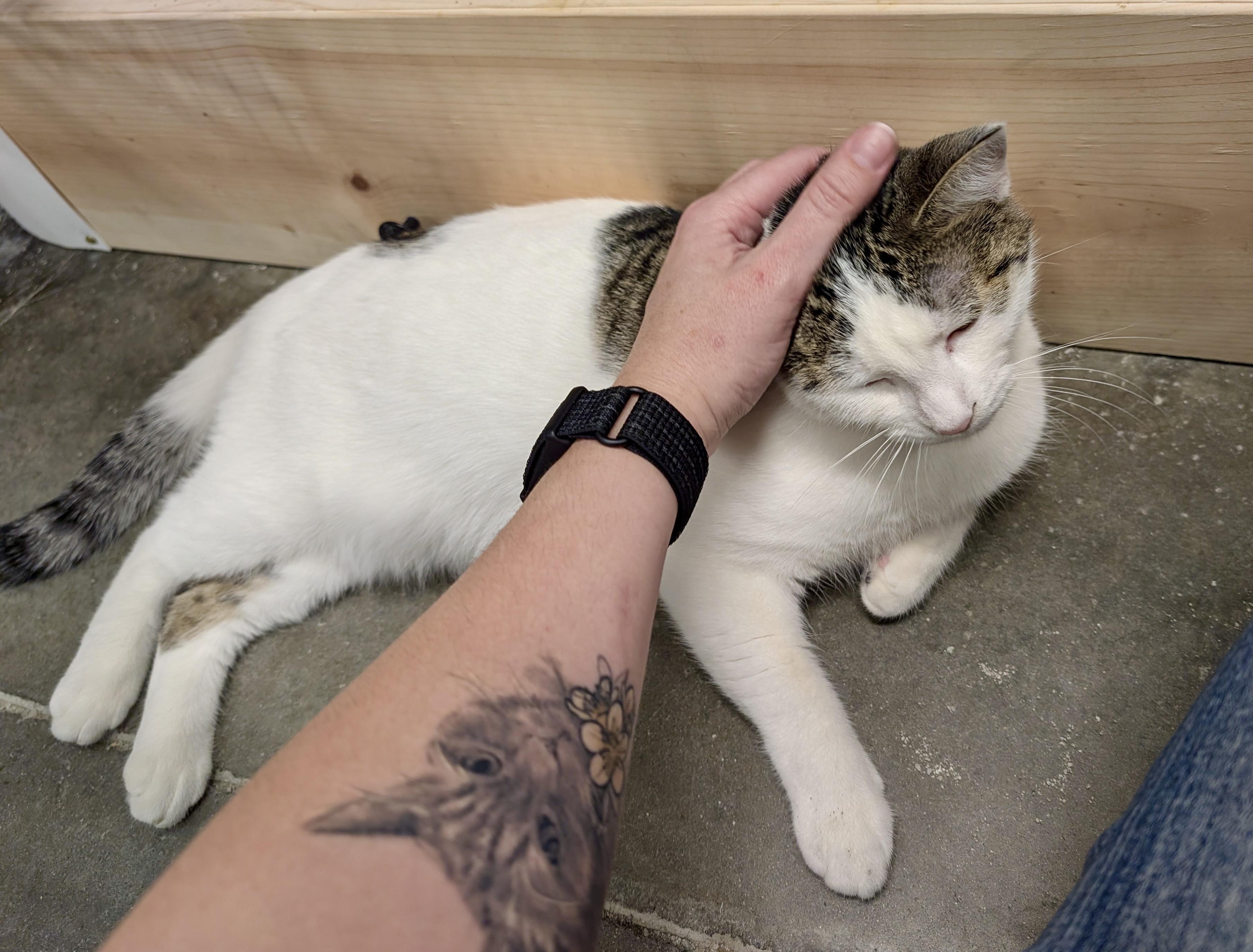 Enlarge Tina, a Adoptable Domestic Short Hair in San Juan Capistrano, CA image 4/4