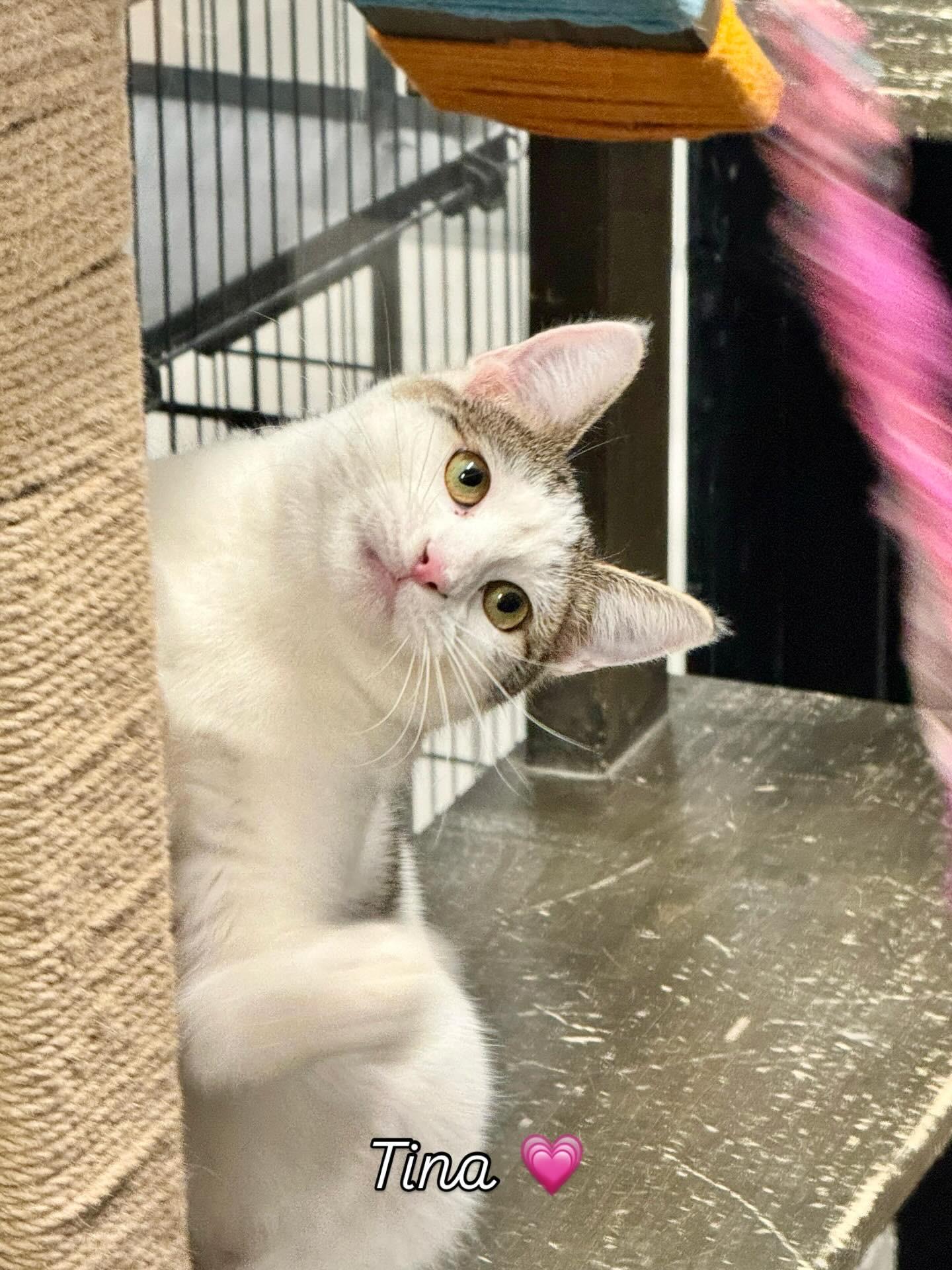 Tina, adopted, Young Female Domestic Short Hair.