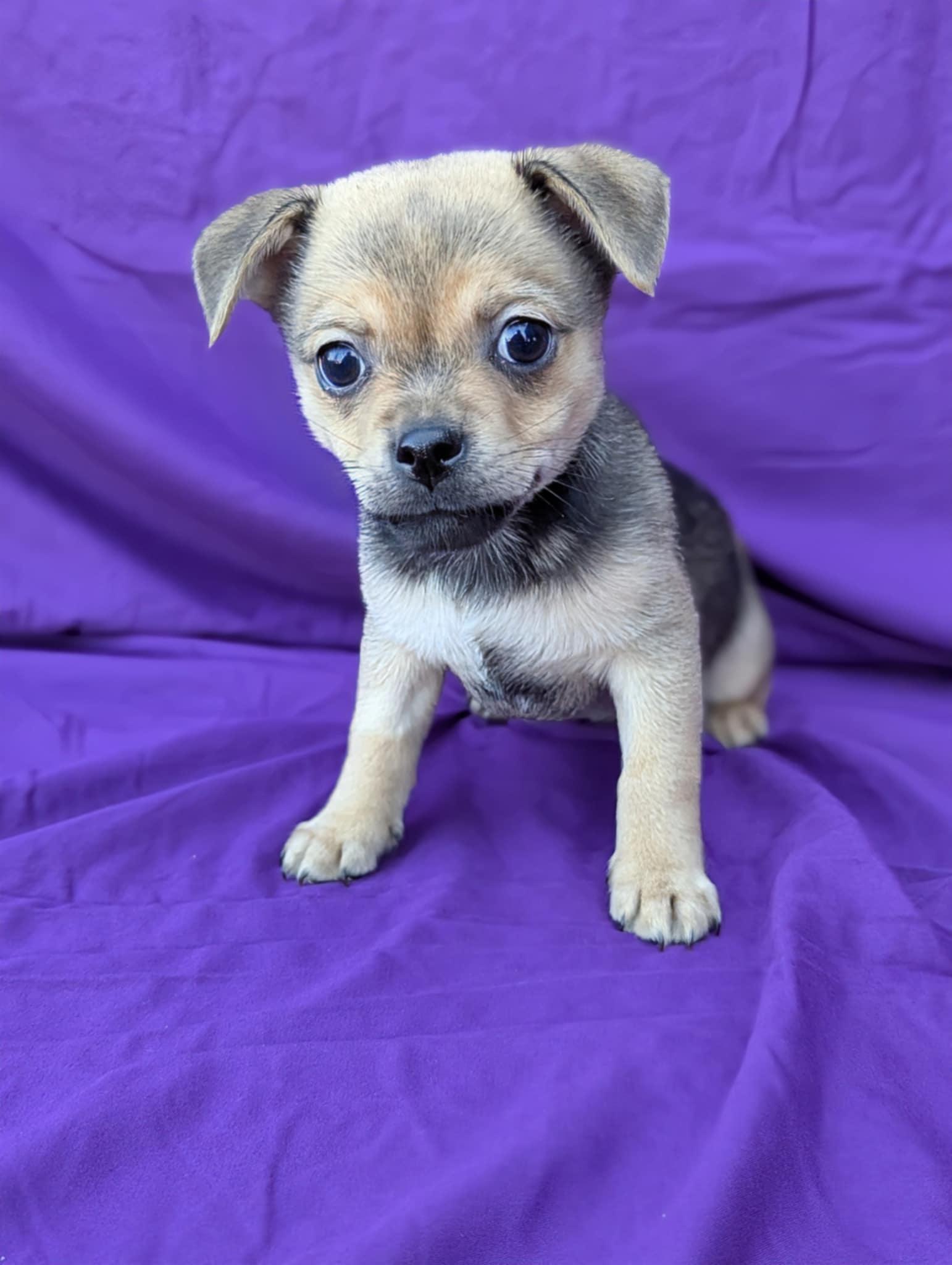 Mai Tai , adopted, Puppy Male Terrier.