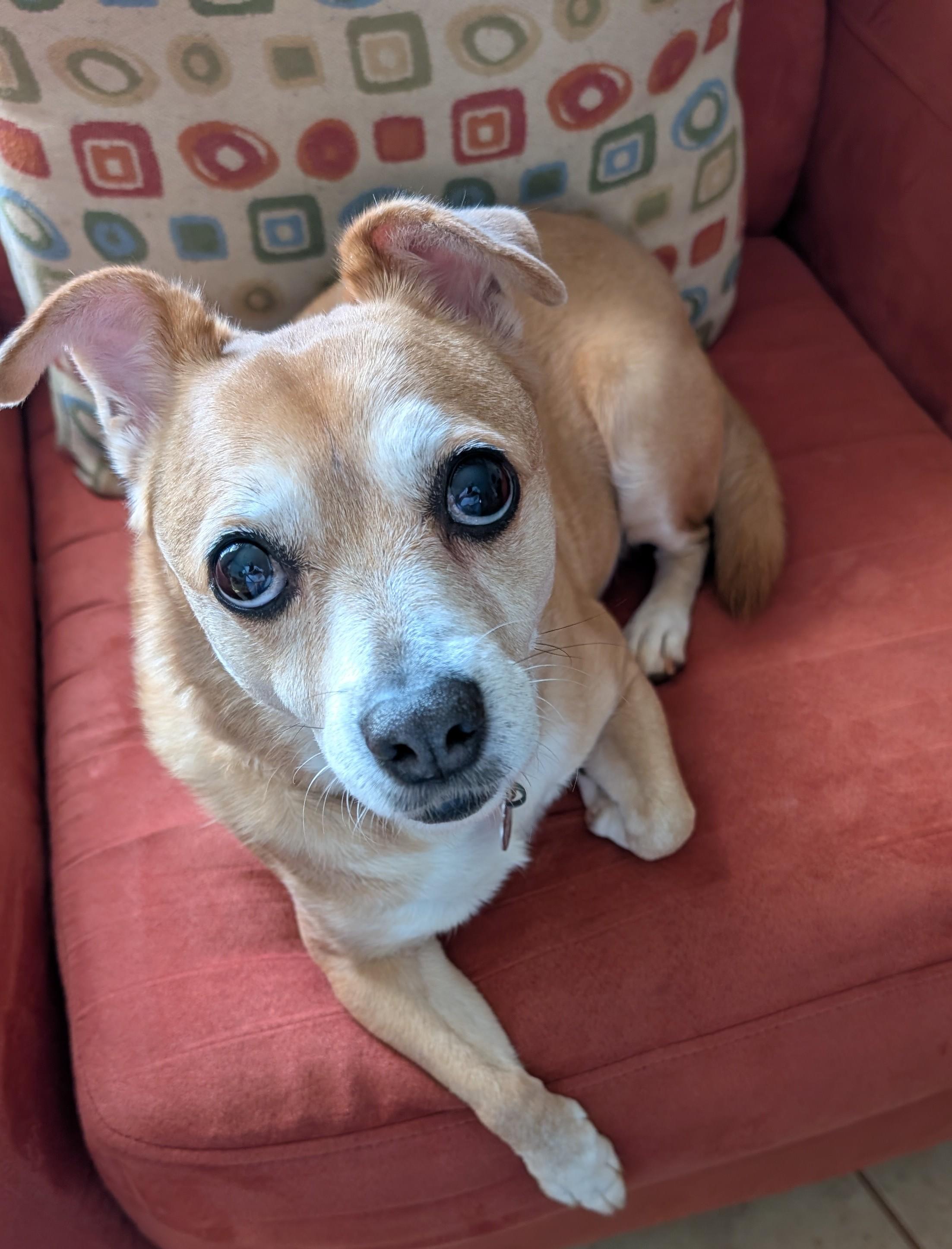 Enlarge Cricket, a ADOPTABLE mixed breed in Duluth, GA image 2/6