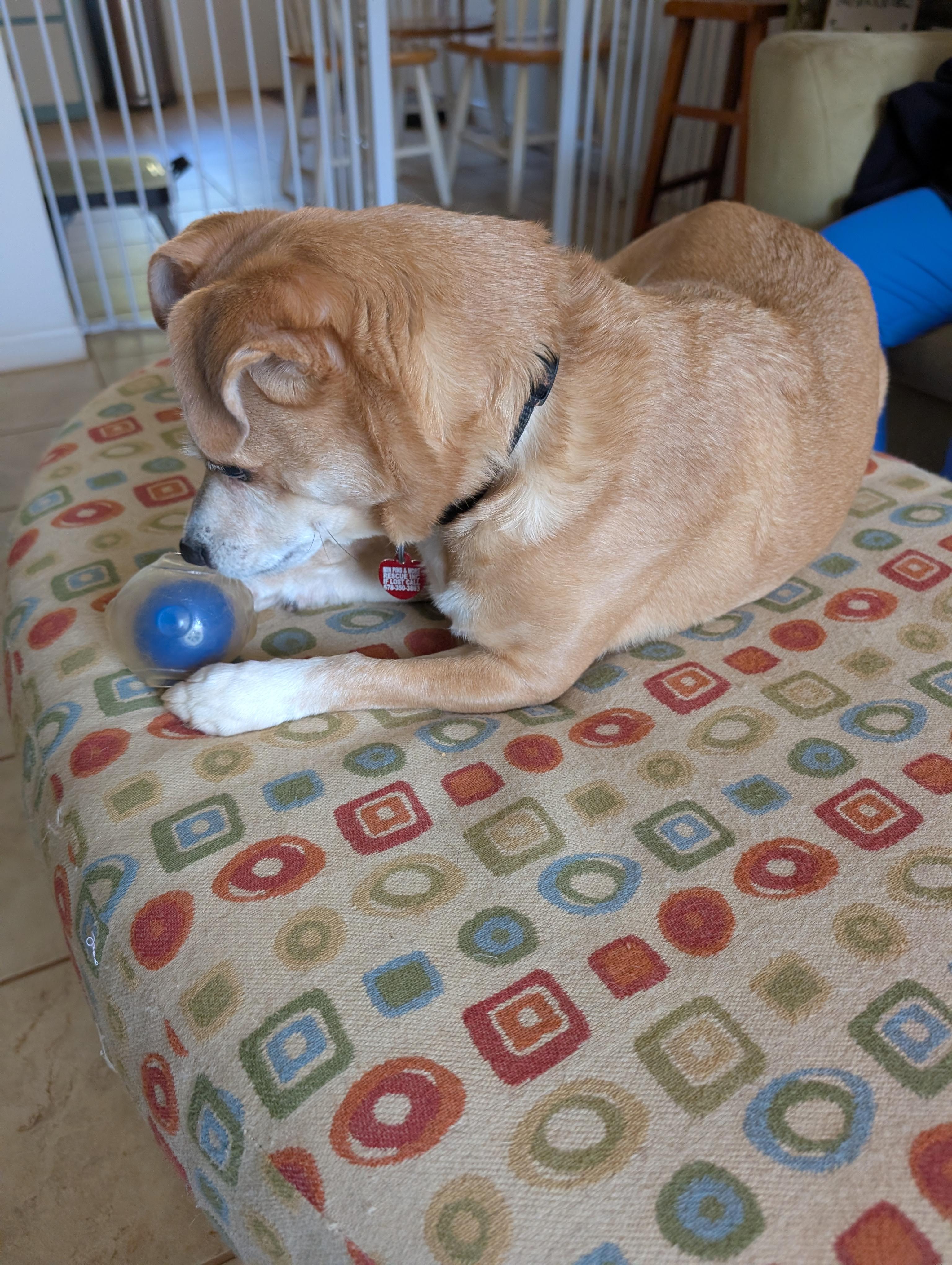 Enlarge Cricket, a ADOPTABLE mixed breed in Duluth, GA image 3/6