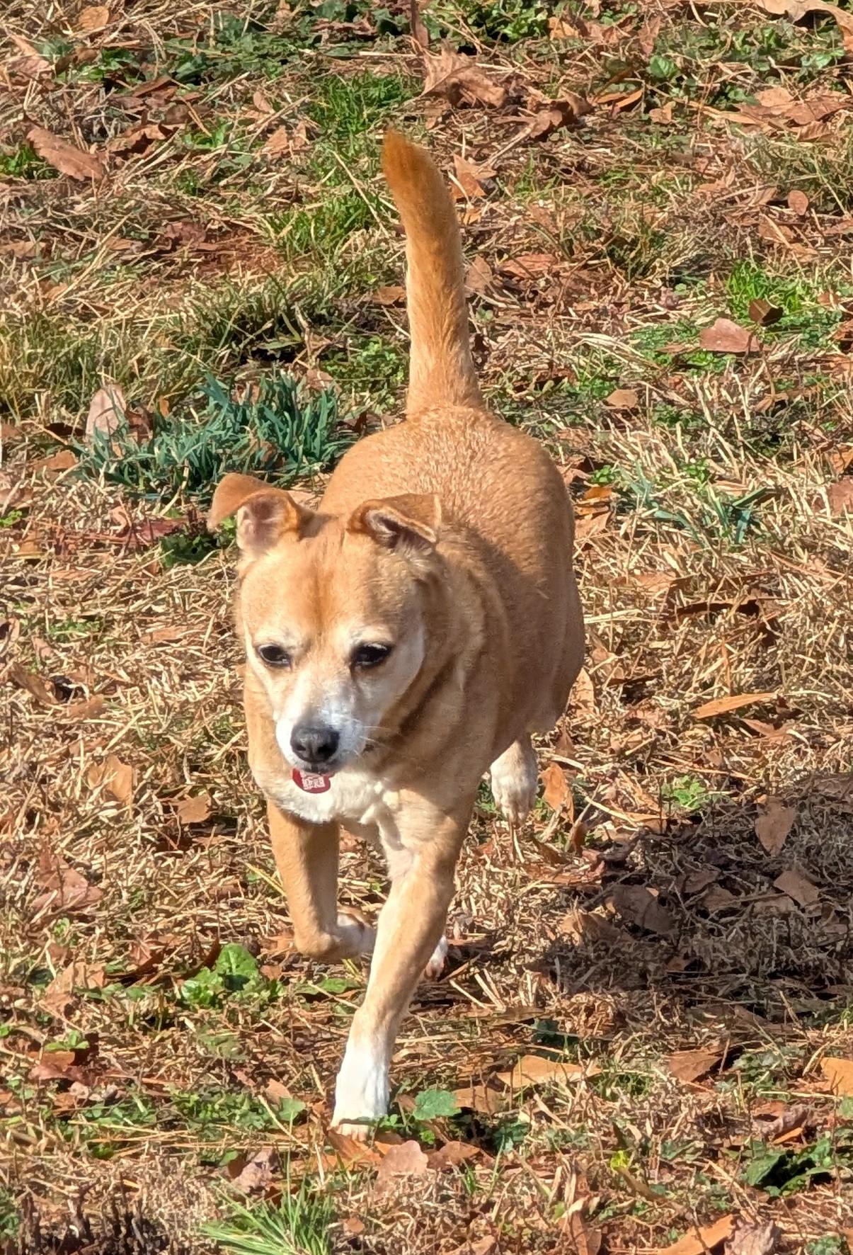 Cricket, ADOPTABLE, Adult Female Corgi & Chihuahua.