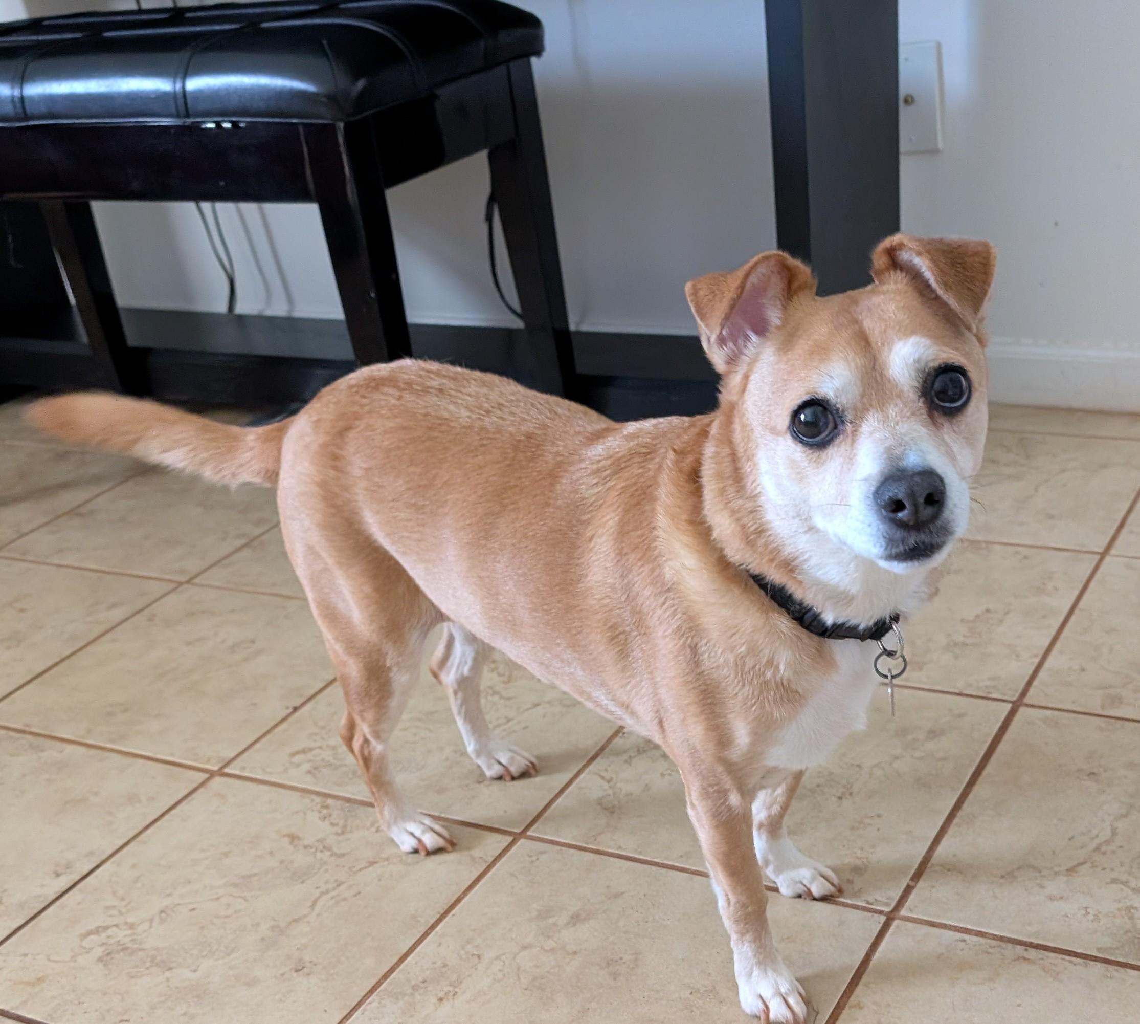Enlarge Cricket, a ADOPTABLE mixed breed in Duluth, GA image 5/6