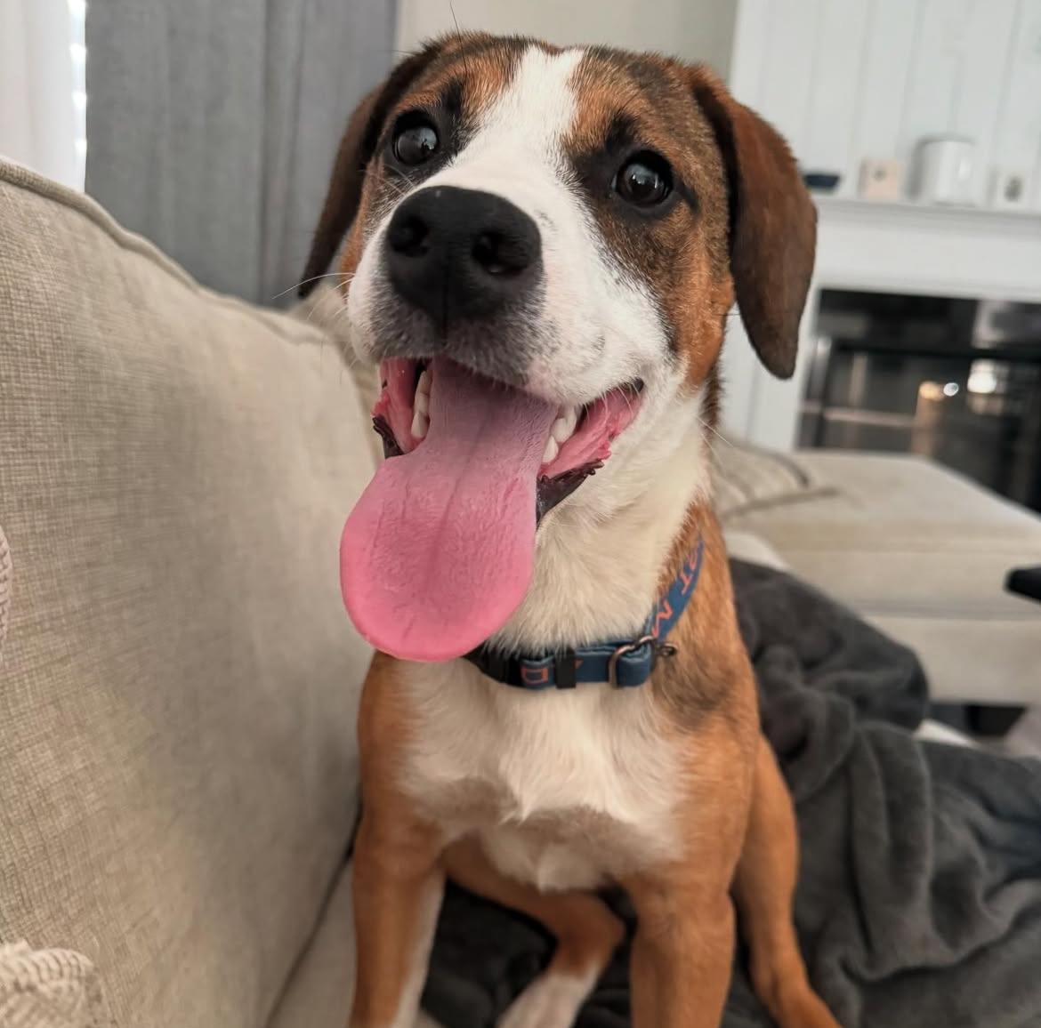 Toast, Young Male Mixed Breed