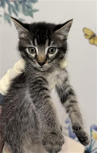 NYLA, Adoptable, Kitten Female Domestic Short Hair.