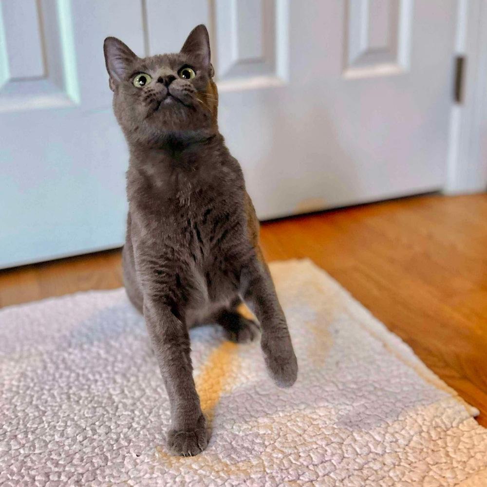 Lexi, Adoptable, Adult Female Domestic Short Hair.
