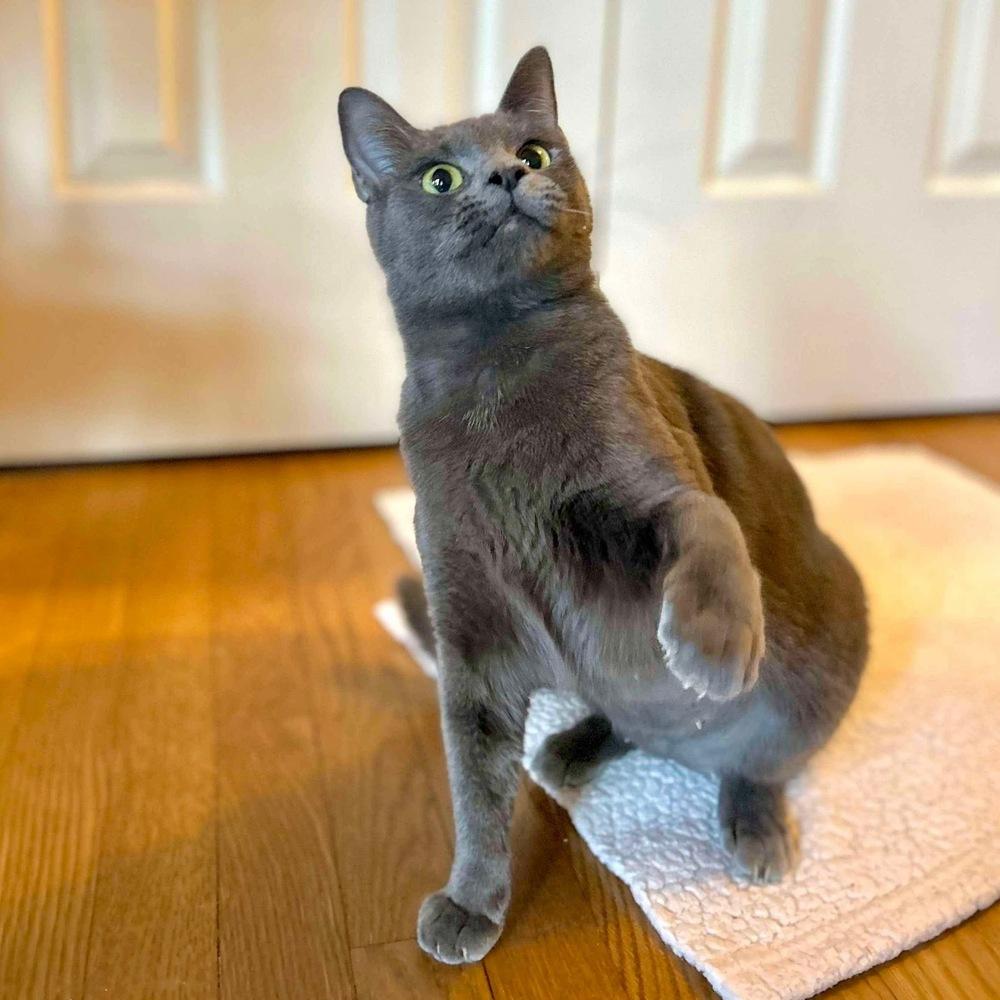 Enlarge Lexi, a Adoptable Domestic Short Hair in Raleigh, NC image 2/6