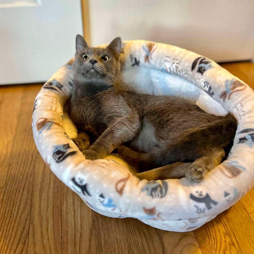 Enlarge Lexi, a Adoptable Domestic Short Hair in Raleigh, NC image 3/6