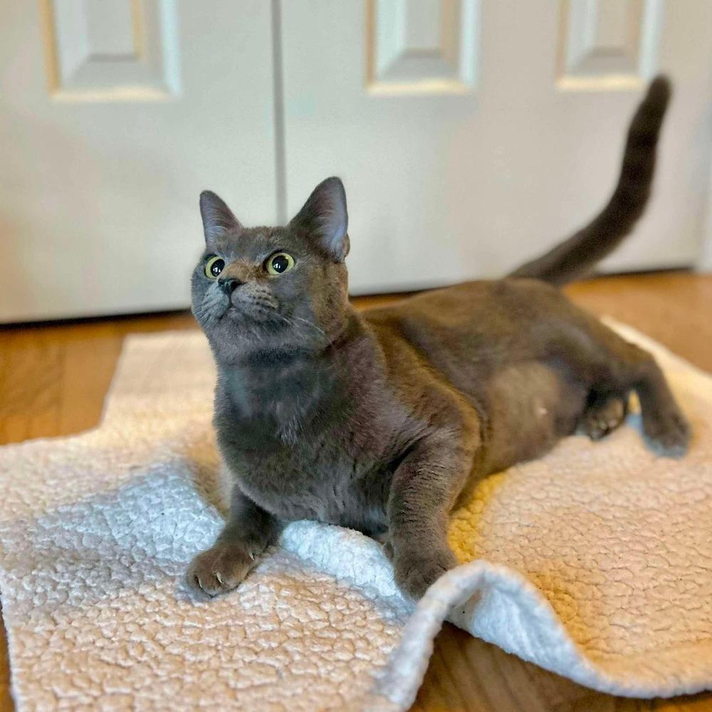 Enlarge Lexi, a Adoptable Domestic Short Hair in Raleigh, NC image 4/6