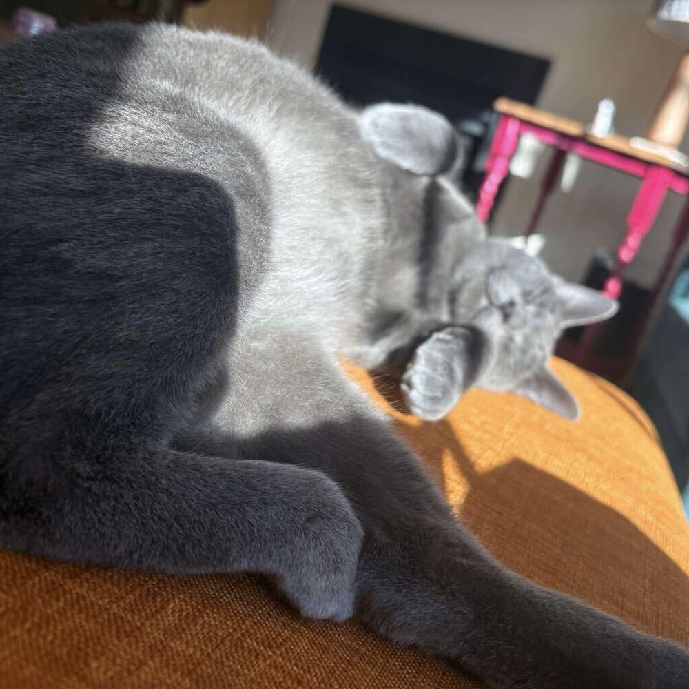 Enlarge Lexi, a Adoptable Domestic Short Hair in Raleigh, NC image 5/6