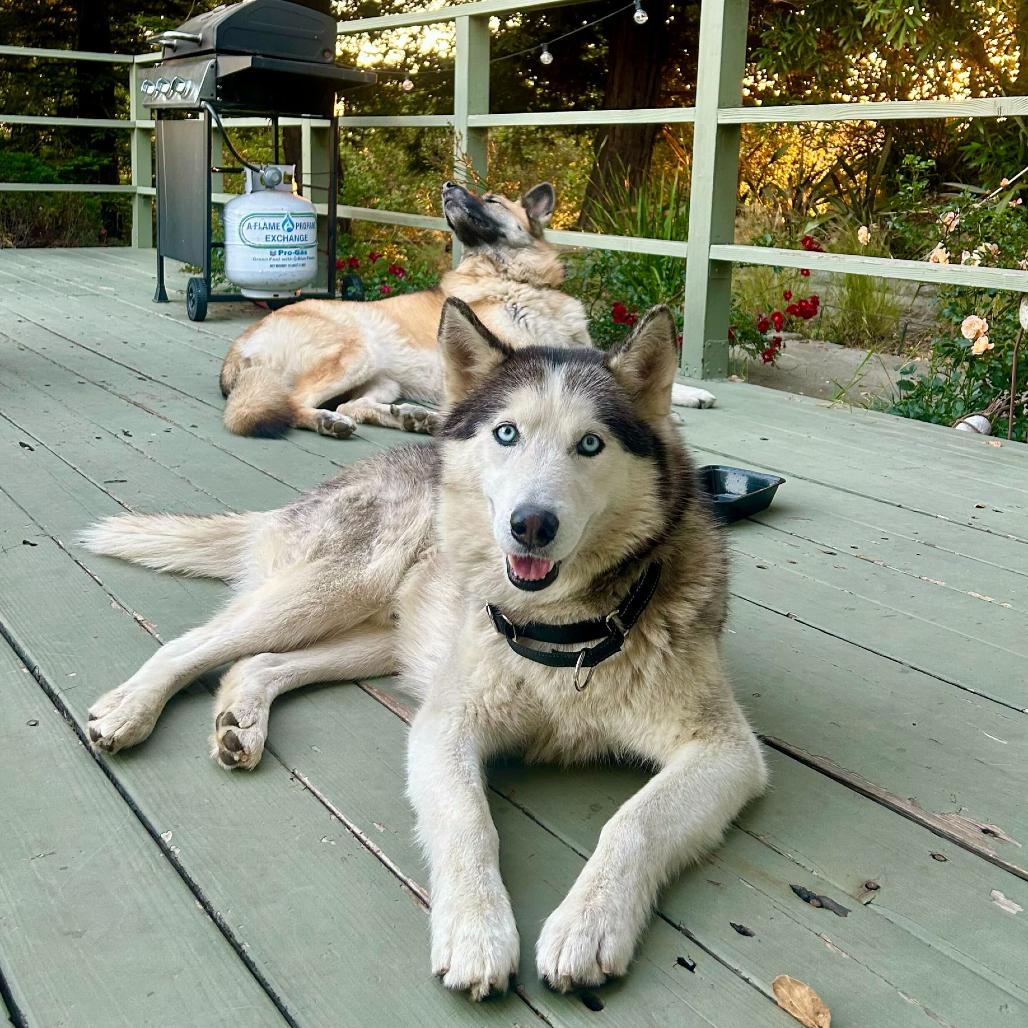 Enlarge Hades, a Adoptable mixed breed in San Francisco, CA image 1/6