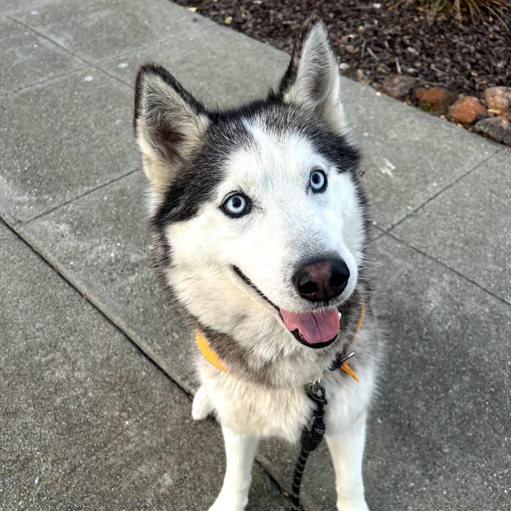 Enlarge Echo, a Adoptable mixed breed in San Francisco, CA image 1/6