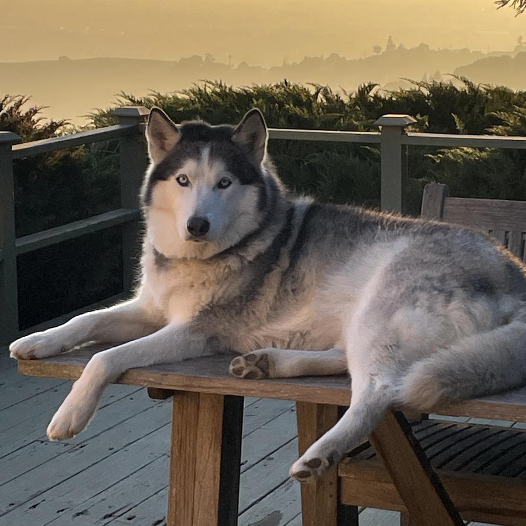 Enlarge Hades, a Adoptable mixed breed in San Francisco, CA image 3/6