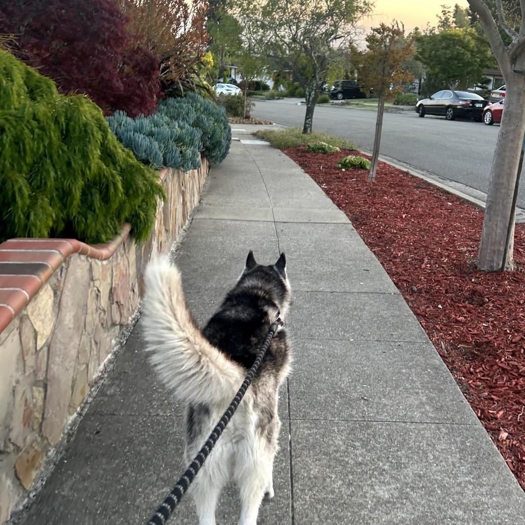 Enlarge Echo, a Adoptable mixed breed in San Francisco, CA image 2/6