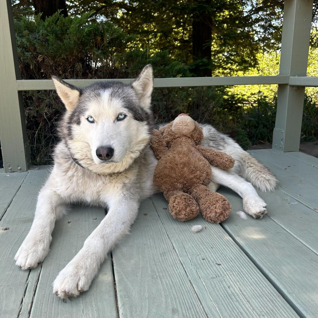 Enlarge Echo, a Adoptable mixed breed in San Francisco, CA image 4/6