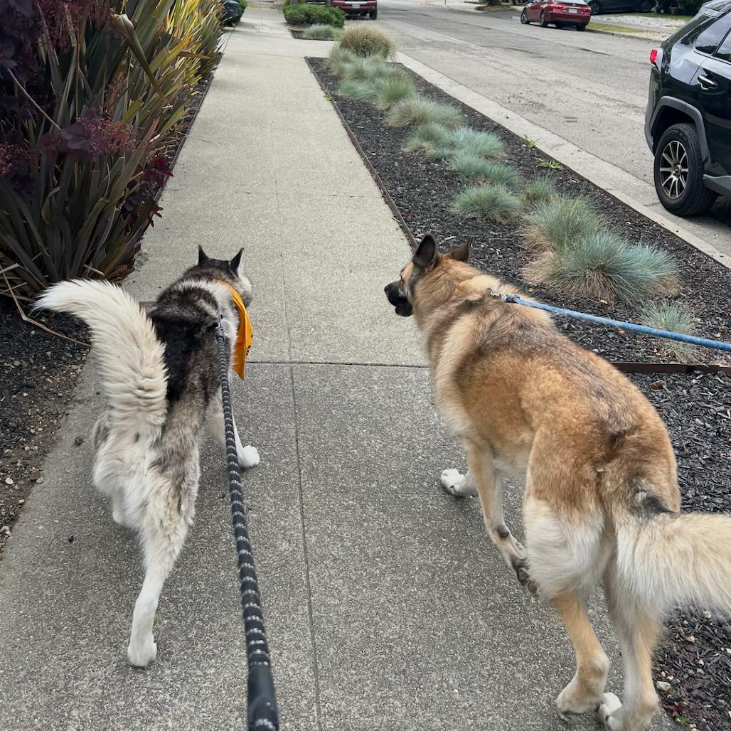 Enlarge Echo, a Adoptable mixed breed in San Francisco, CA image 6/6