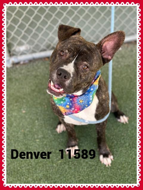 Introducing Denver He was brought to the shelter on 71 because he was on a journey to find his way