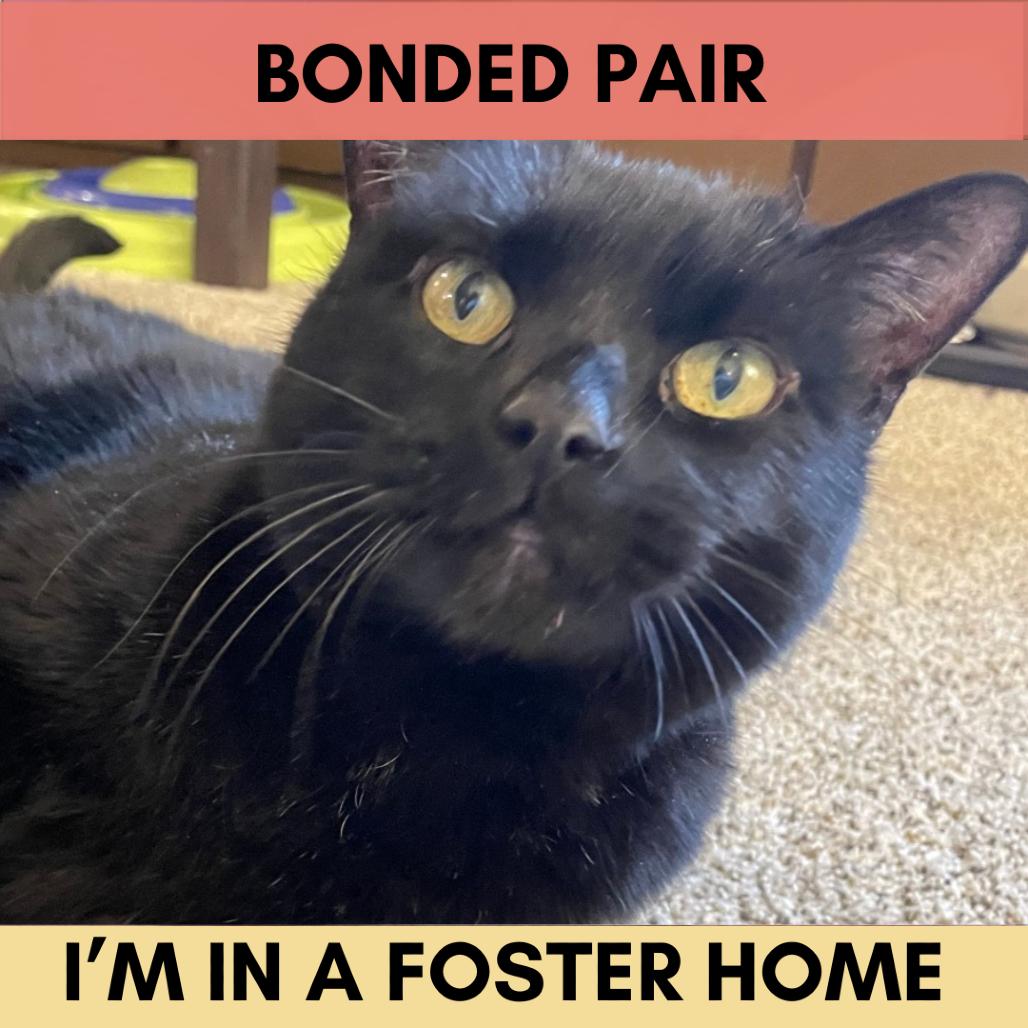 Enlarge Night, a Adoptable Domestic Short Hair in Lakewood, CO image 1/6