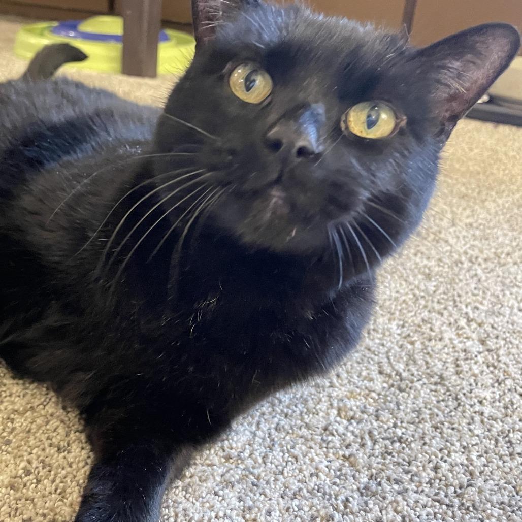 Night, Adoptable, Senior Female Domestic Short Hair.