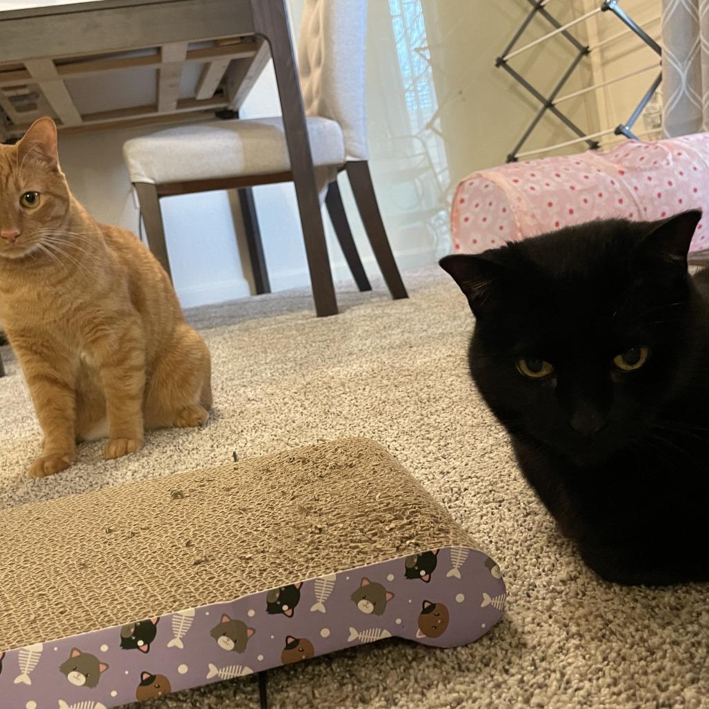 Enlarge Night, a Adoptable Domestic Short Hair in Lakewood, CO image 2/6