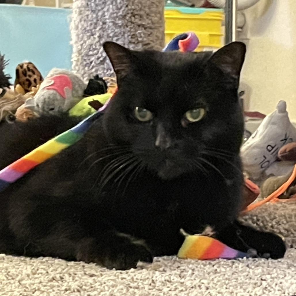 Enlarge Night, a Adoptable Domestic Short Hair in Lakewood, CO image 3/6