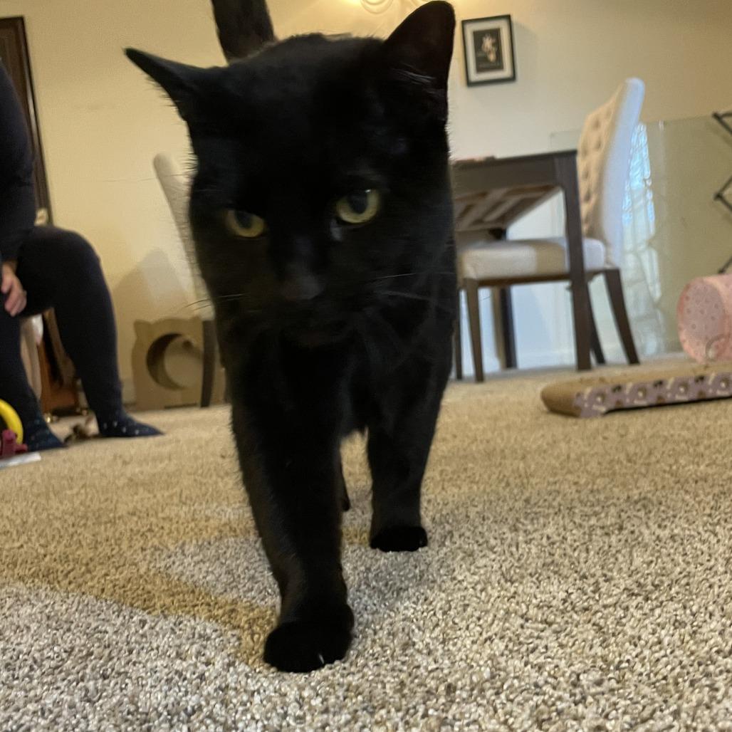 Enlarge Night, a Adoptable Domestic Short Hair in Lakewood, CO image 4/6