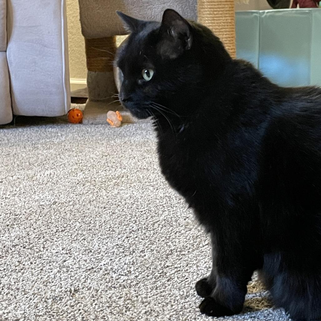 Enlarge Night, a Adoptable Domestic Short Hair in Lakewood, CO image 6/6