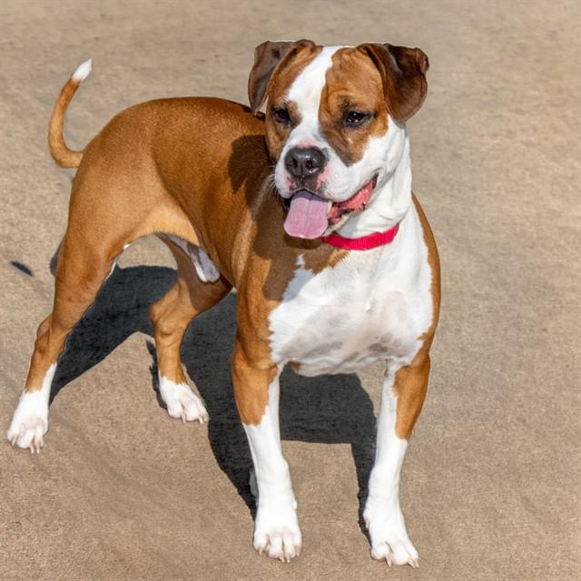 Enlarge BUBS, a Adoptable mixed breed in Saint Louis, MO image 1/1