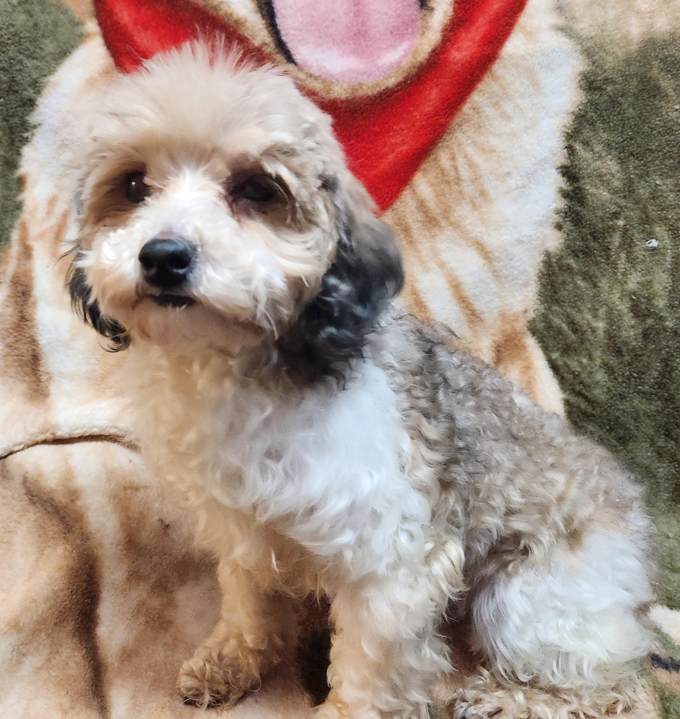 Mickey, ADOPTABLE, Young Male Miniature Poodle.