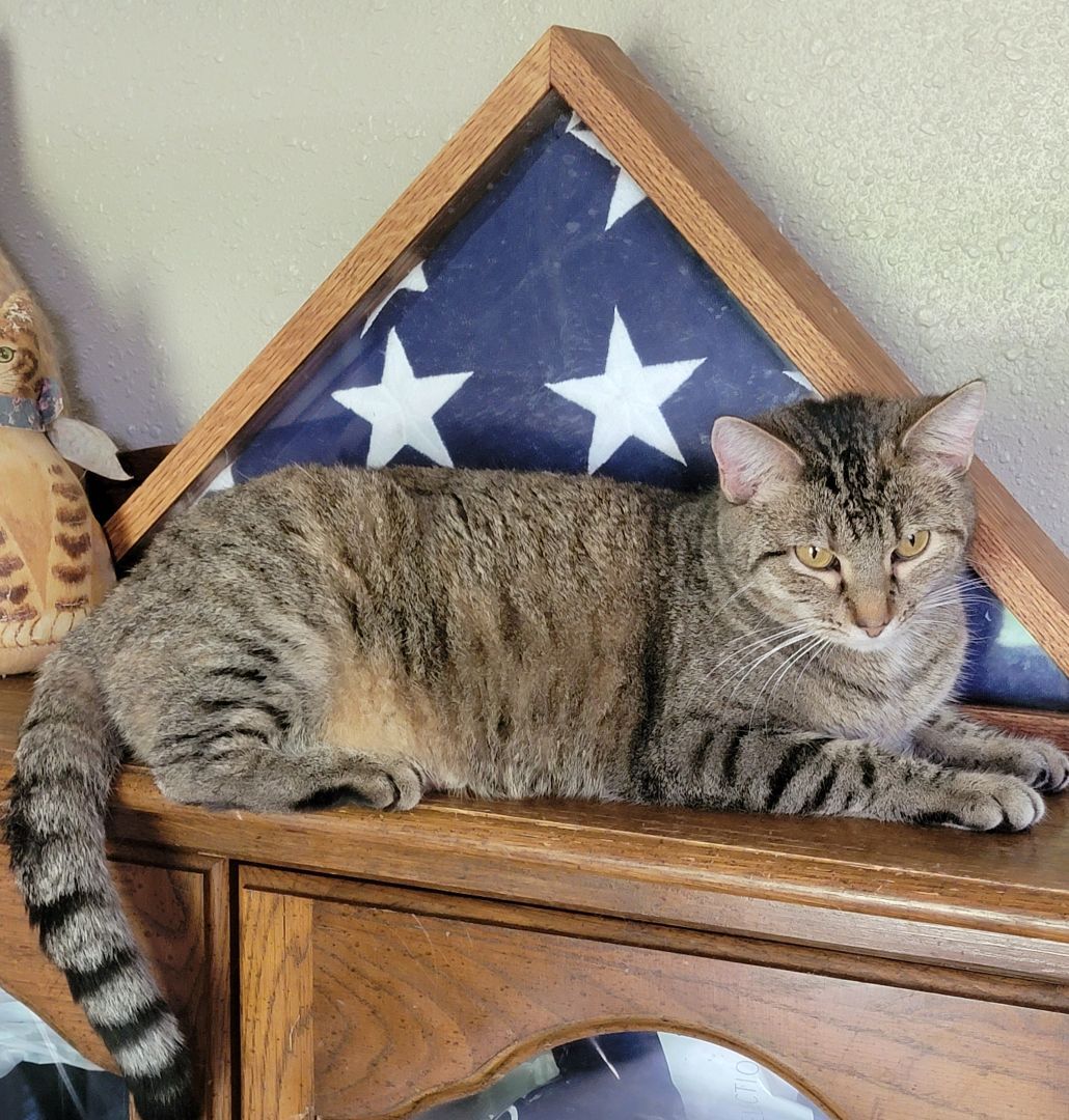 Kaley, Adult Female Tiger