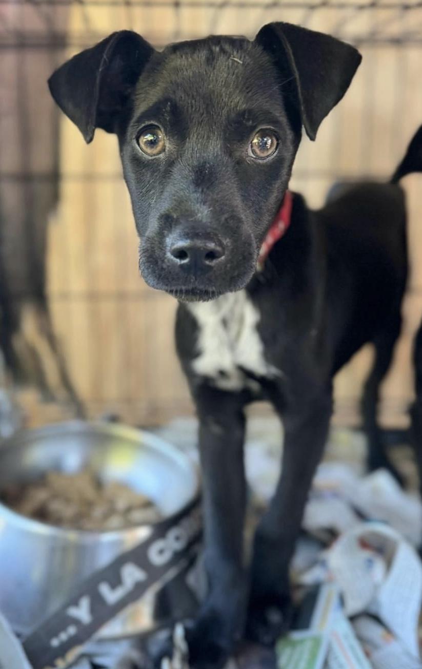 Lucas Junior “your Cuddle thumbnail 2