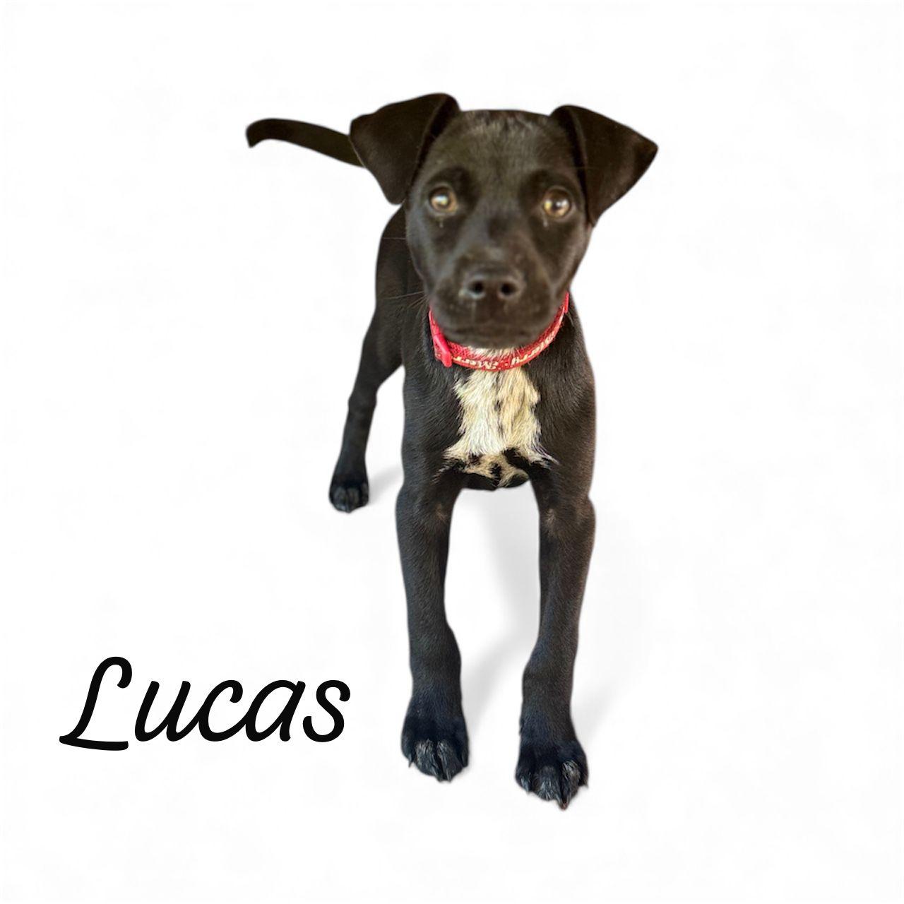 Lucas Junior “your Cuddle thumbnail 3