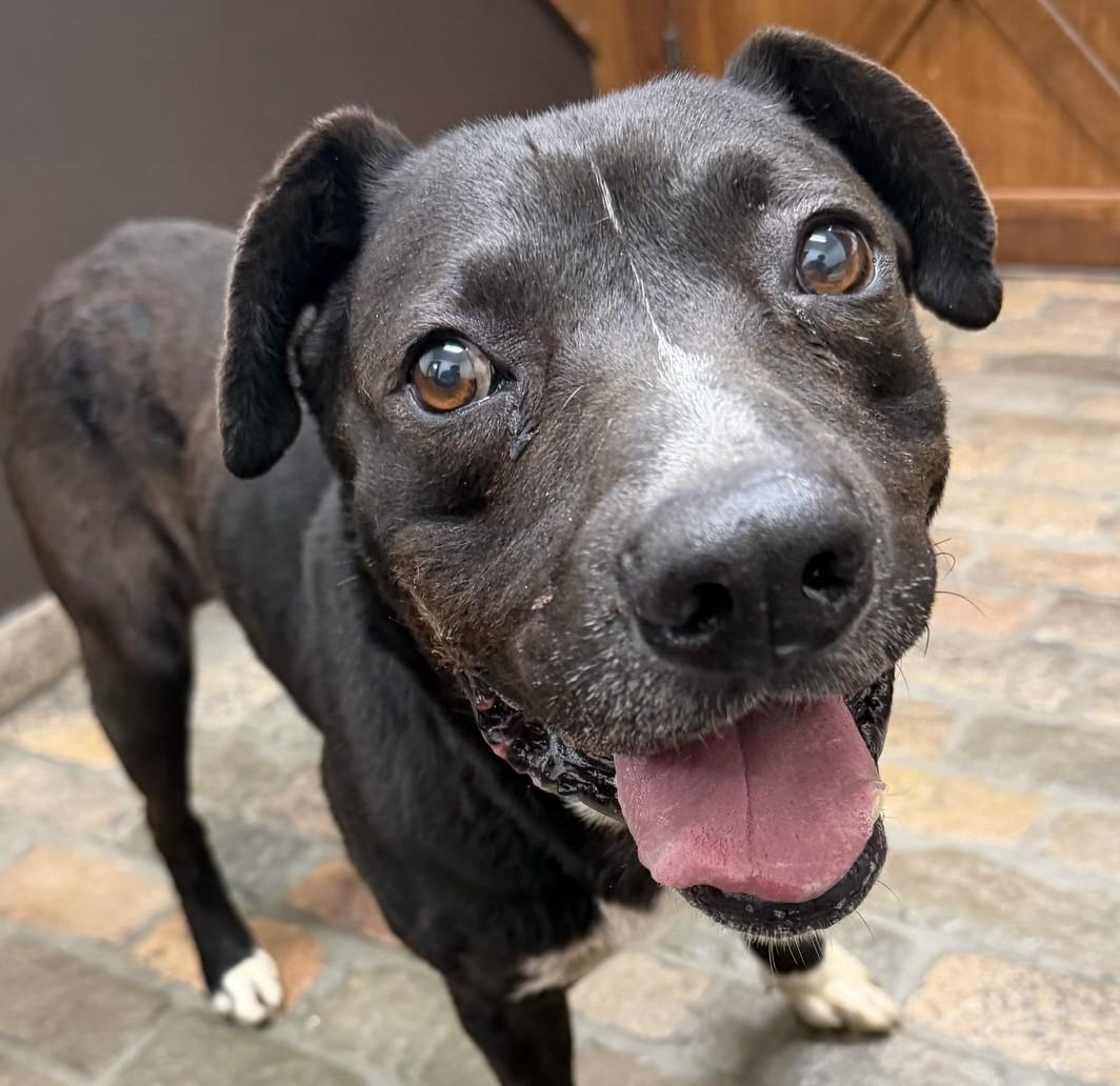 Blackie, ADOPTABLE, Young Male Akita & Pit Bull Terrier.