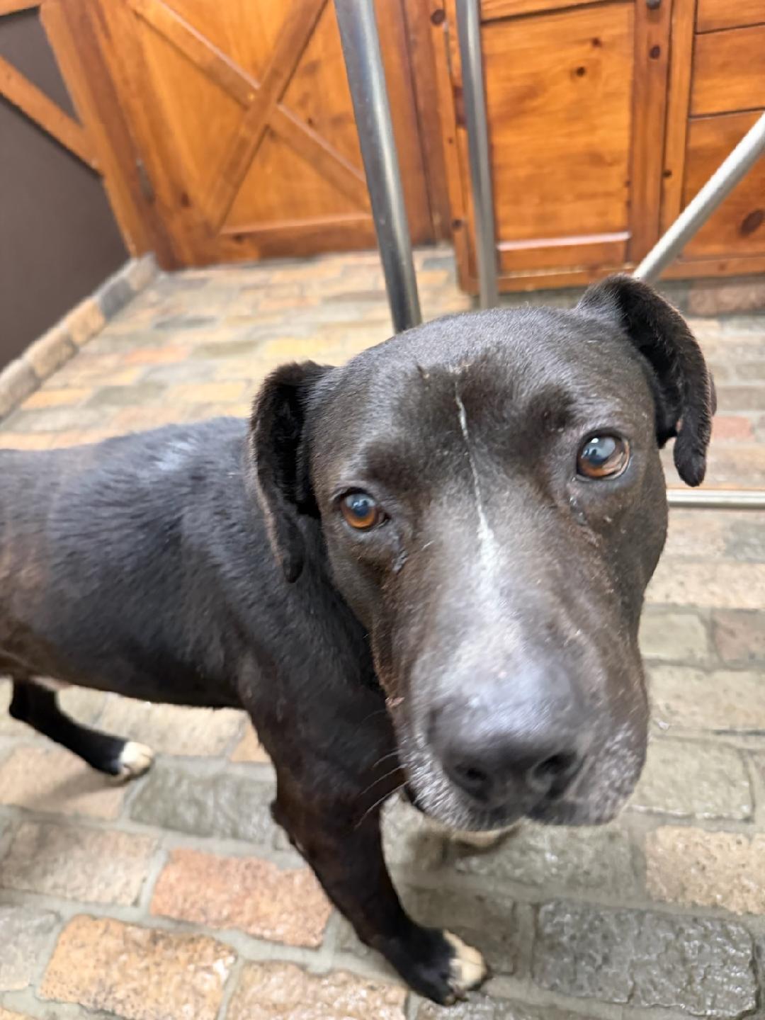 Enlarge Blackie, a ADOPTABLE mixed breed in Frazier Park, CA image 3/3