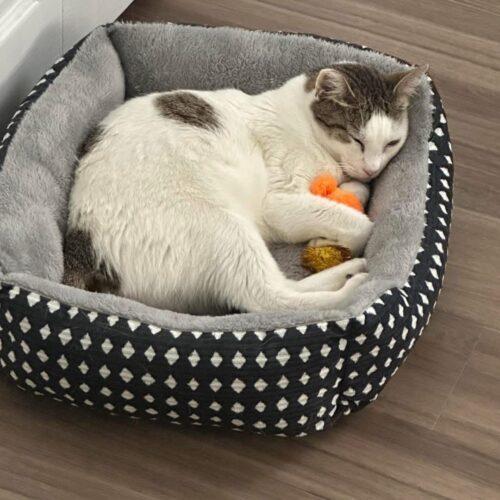 Enlarge Tinker, a Adoptable Domestic Short Hair in Plantation, FL image 1/5