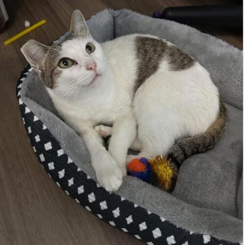 Enlarge Tinker, a Adoptable Domestic Short Hair in Plantation, FL image 2/5