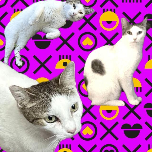 Enlarge Tinker, a Adoptable Domestic Short Hair in Plantation, FL image 3/5