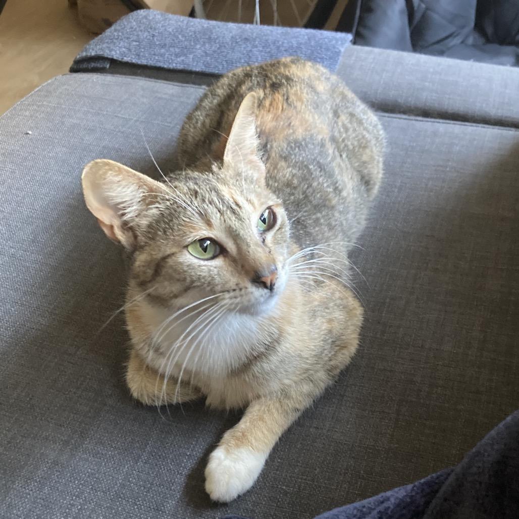 Enlarge Duchess, a Adoptable Domestic Short Hair in Costa Mesa, CA image 1/6