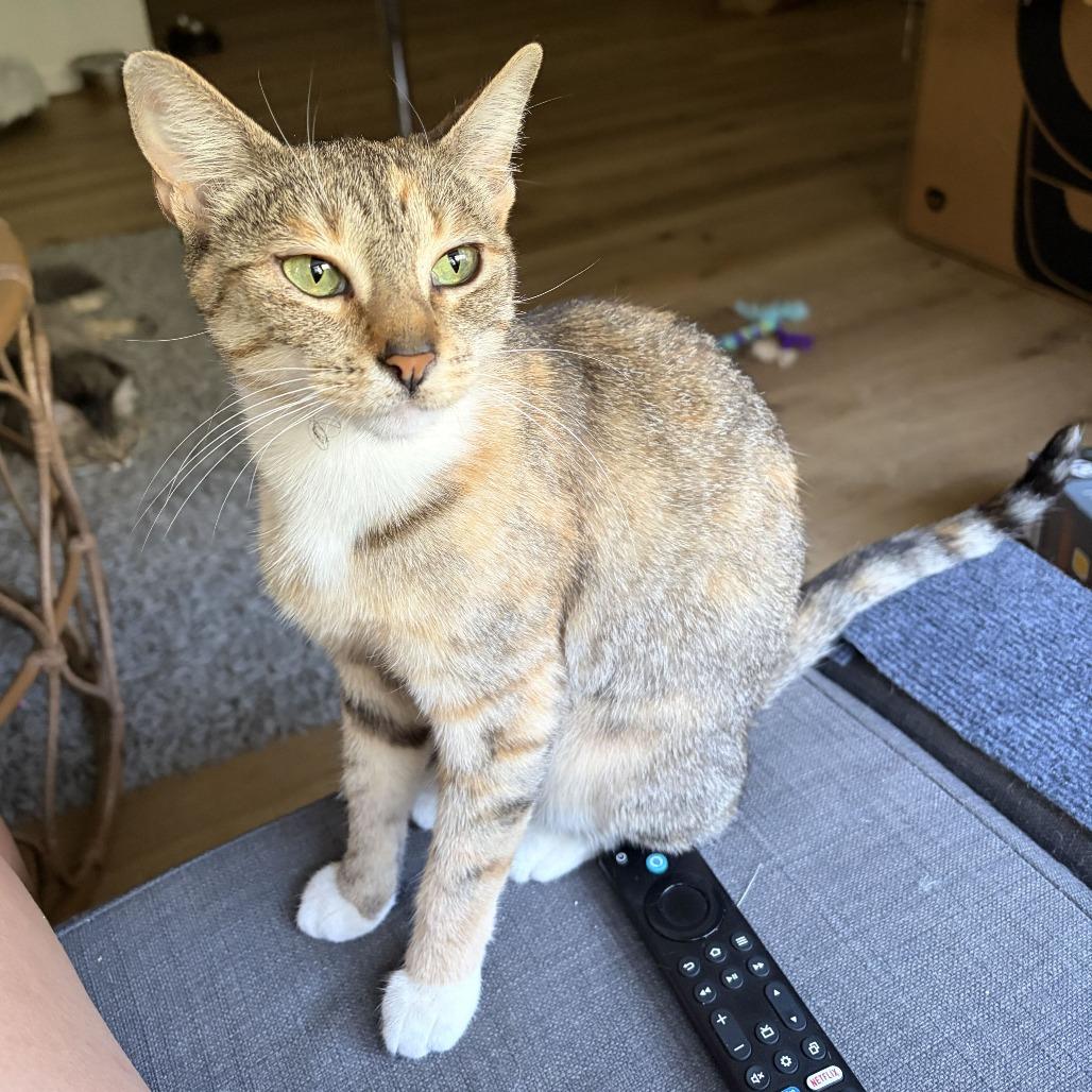 Enlarge Duchess, a Adoptable Domestic Short Hair in Costa Mesa, CA image 2/6