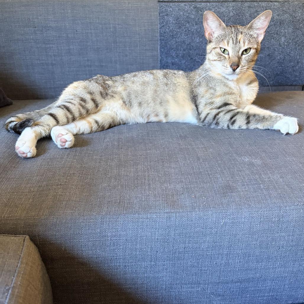 Enlarge Duchess, a Adoptable Domestic Short Hair in Costa Mesa, CA image 3/6